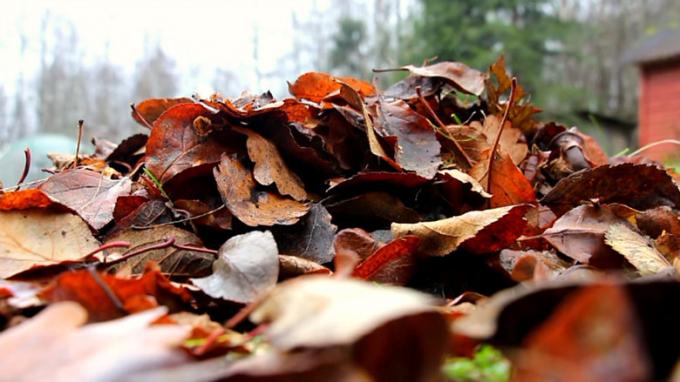 Fallen blader under føttene av tusen