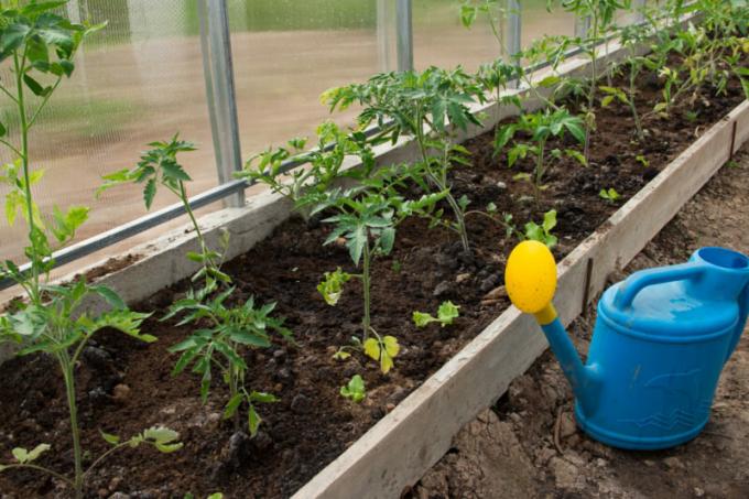 Hvordan å plante tomat seedlings grodd