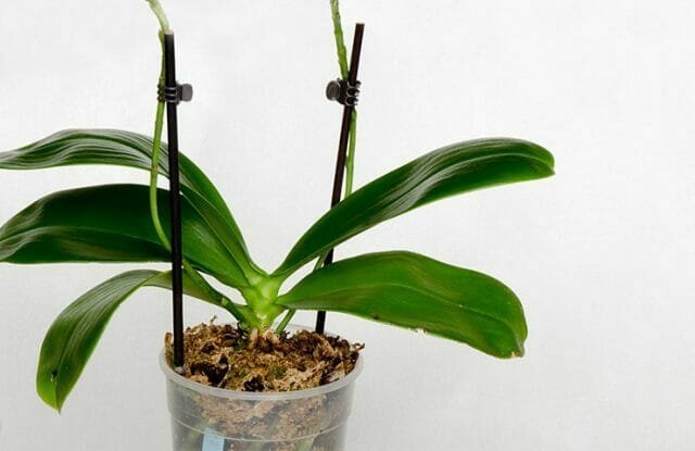 Orkideer brast inn i våre liv, og fikk raskt popularitet