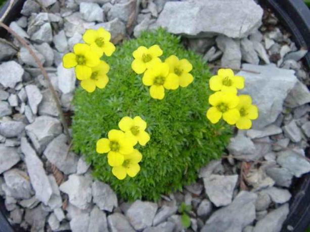 Utvalg av blomster av mindre størrelse