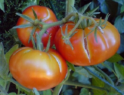 2 feil når det vokser tomater, fordi der fruktene begynner å sprekke