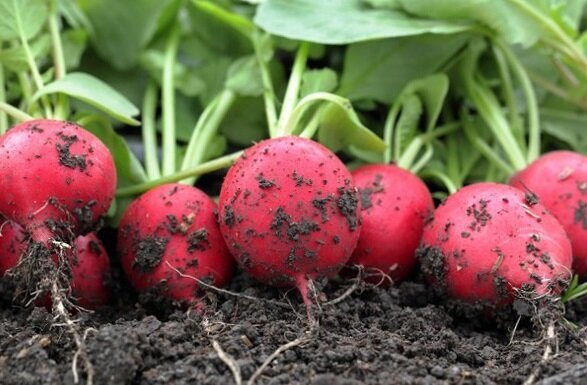 Hvordan å vokse reddiker i hagen og ha en god avling