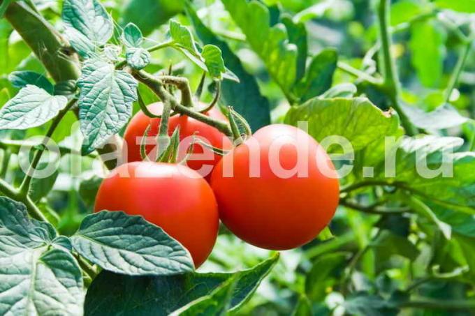 Tomater for hermetisering. Illustrasjon for en artikkel brukes for en standard lisens © ofazende.ru