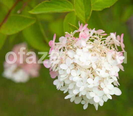 Hydrangea paniculata for hagen din: planting, beskjæring, gjødsling