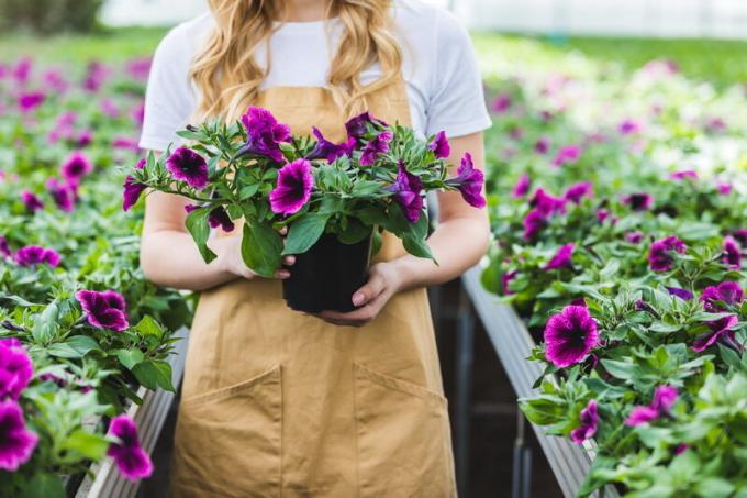 Hvordan klype petunia at det blomstret nydelig?