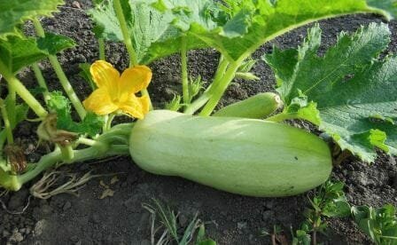 Hvordan å vokse en zucchini? Landing, omsorg, høsting, planting og høsting datoer