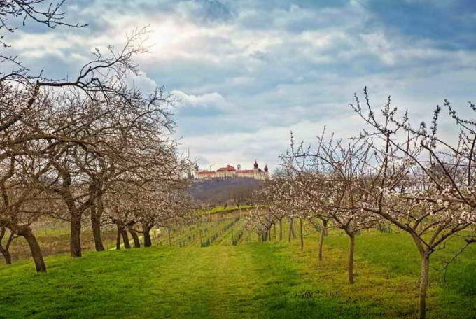 Apricot: betingelsene for å overleve i det barske klimaet