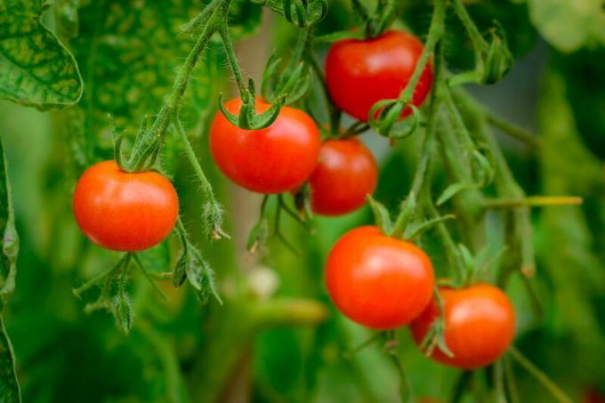 Harvests tomater. Illustrasjon for en artikkel brukes for en standard lisens © ofazende.ru