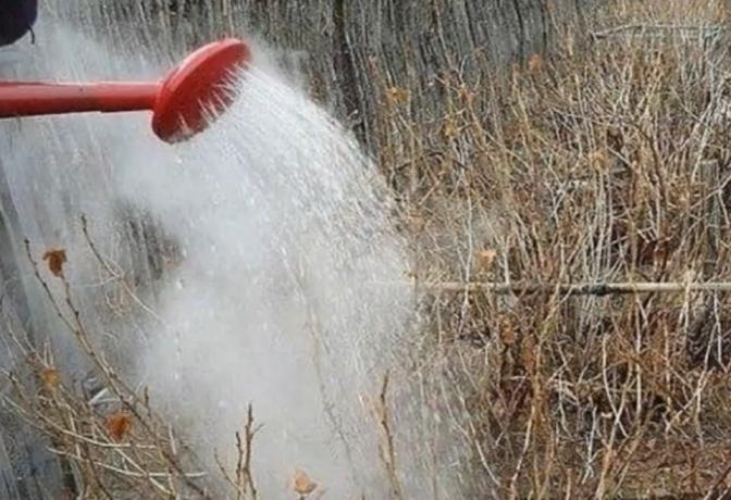 Hvorfor erfarne gartnere i løpet av våren kokende vann helles over ripsbuskene