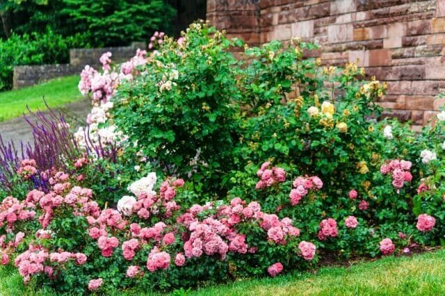 Hvordan lage en stilig blomst seng av roser - valg av varianter, omsorg regler