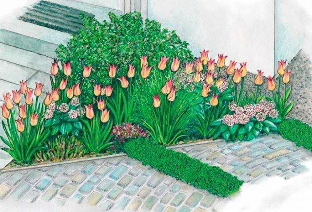 Hvor vakkert tulipaner plantet på en tomt på + bilder