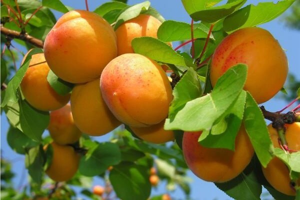 Hvordan Grow Apricot og få en god avling