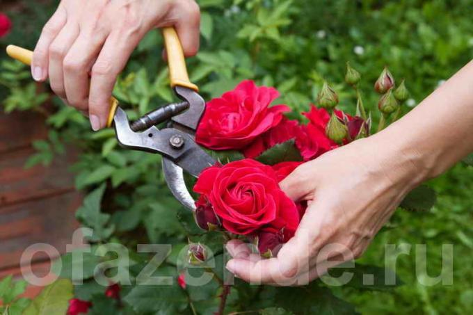Beskjæring roser (Foto brukes under standard lisens © ofazende.ru)