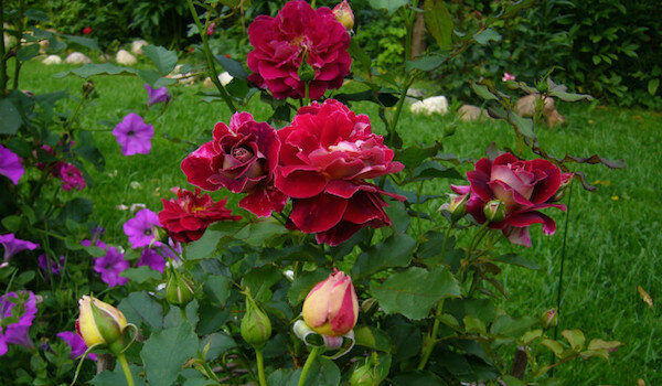 Nyttige naboer for roser: Det er best å plante ved siden av blomster