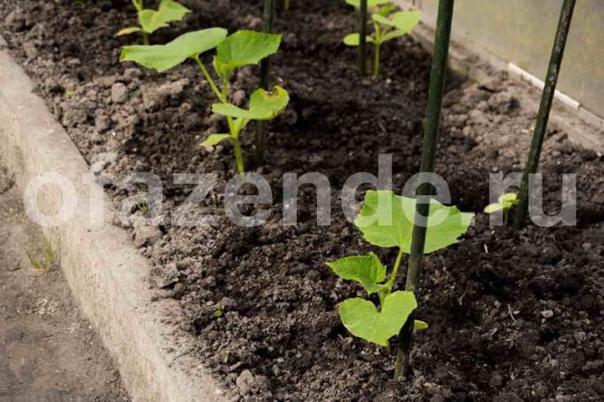 Agurker: sterke røtter - en stor innhøsting