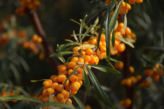 Hvordan bruke seabuckthorn kan kurere mange sykdommer, og hvorfor det anses å være et oppkomme av din helse og lang levetid