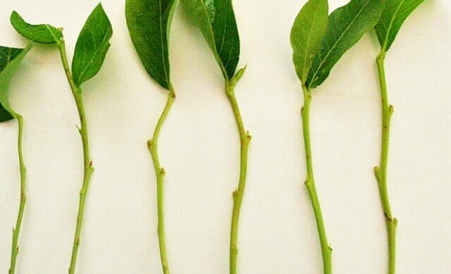 Personlig erfaring: hvordan å forplante plantene grønne borekaks trudnoukorenyaemye