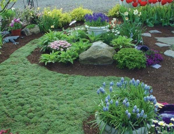 Et teppe av ground planter: blomstring plen alternativ - Tips gartnere