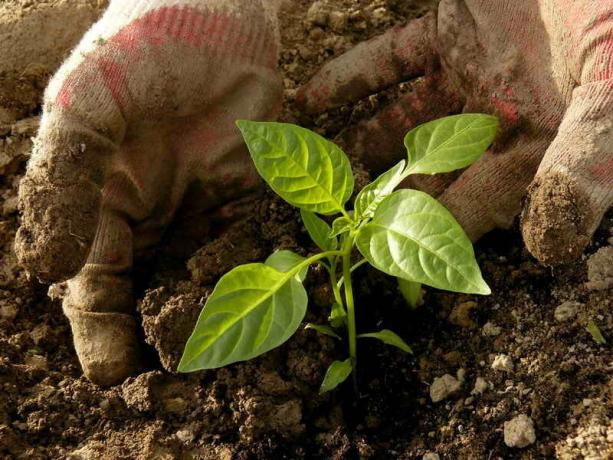 Planting frøplanter i bakken pepper. Illustrasjon for en artikkel brukes for en standard lisens © ofazende.ru