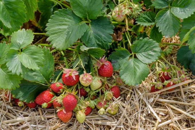 Høsting av jordbær. Illustrasjon for en artikkel brukes for en standard lisens © ofazende.ru