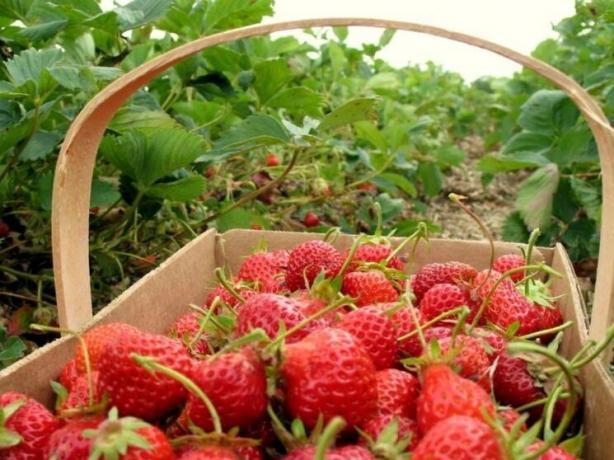To foring for en rik avling av jordbær