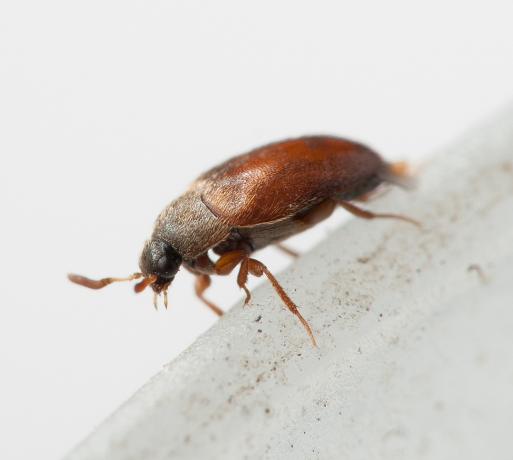 Bugs på kjøkkenet: hvordan bli kvitt brune, flygende, små insekter i kjøkkenskapet med egne hender, skadedyrmiddel, instruksjoner, foto- og videoopplæring