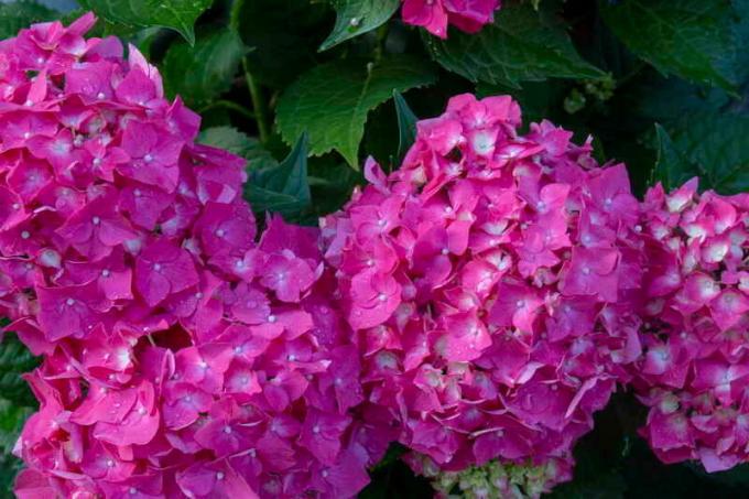 Hydrangea - en flott plante med nydelige blomster