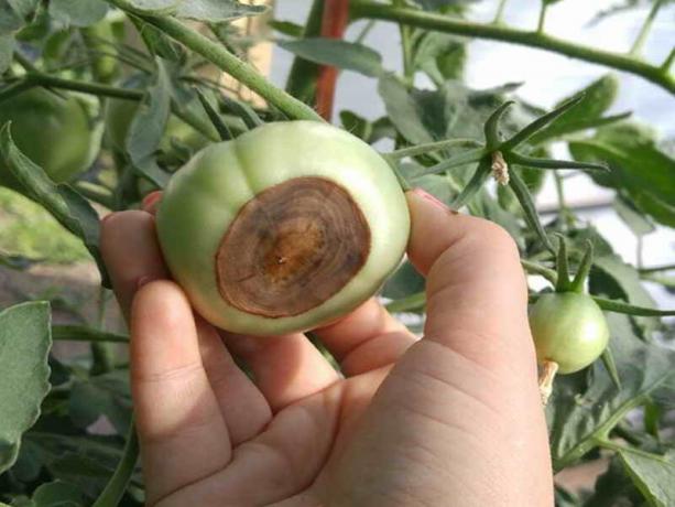 Hvordan forebygge dannelsen av vegetabilske tomter apikale råte av tomater