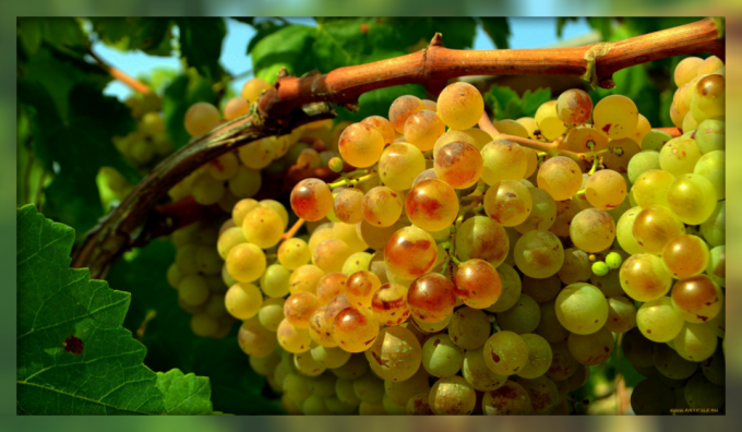 Som kompetent beskjæring vil hjelpe deg å øke utbyttet av druer per vinranke