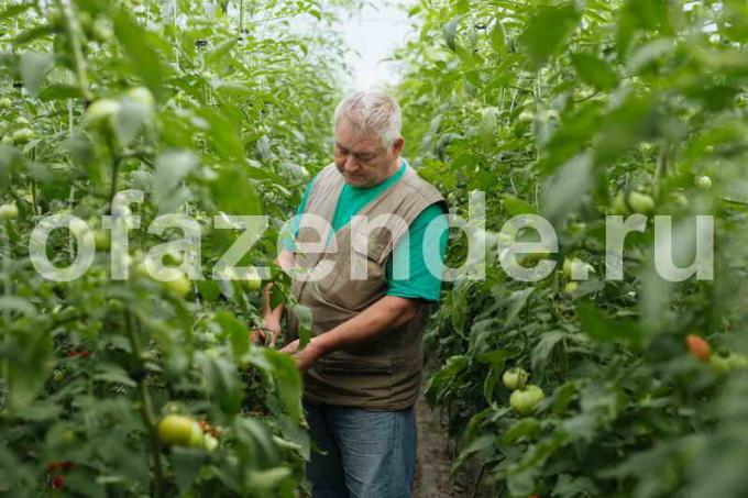 Voksende tomater. Illustrasjon for en artikkel brukes for en standard lisens © ofazende.ru