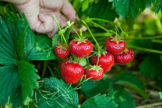 Sørg for å gjødsle jordbær. Illustrasjon for en artikkel brukes for en standard lisens © ofazende.ru