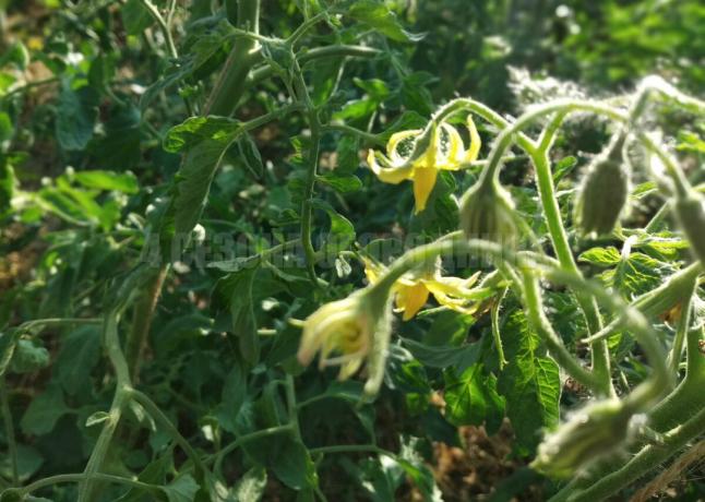 Hvordan søke toppen av tomatene til fordel for hagen: 5 beste måter å slå avfall i overskudd
