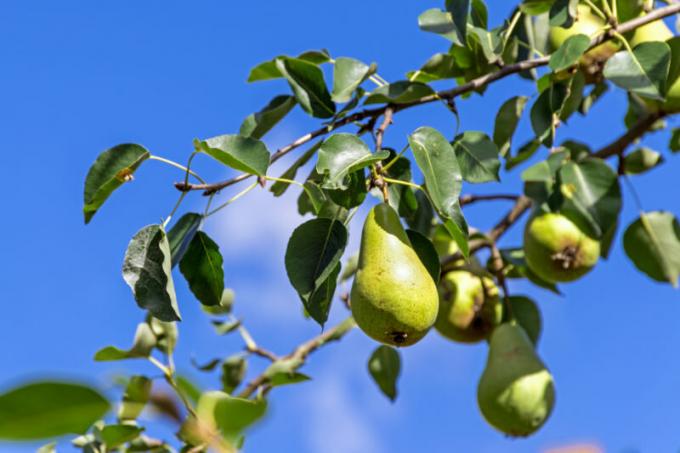Hvorfor faller av eggstokken og frukten av eple, plomme, kirsebær og andre trær
