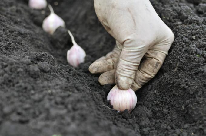 Grunnleggende regler hvitløk planting før vinteren