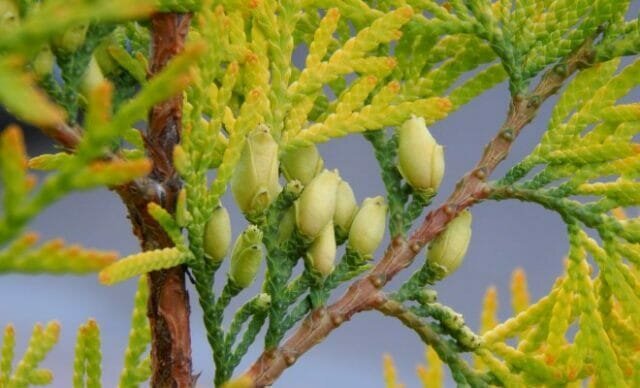 Thuja slått gul etter vinteren - hva de skal gjøre, hvordan hjelpe anlegg