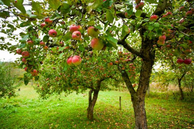 Epler råtne på apple - hva er årsaken og hva bør jeg gjøre?