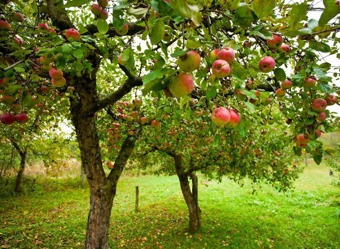 Hvordan å vokse et epletre hage