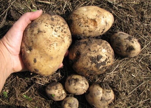 Som jeg dyrke poteter på sitt land, og alltid få en god avling