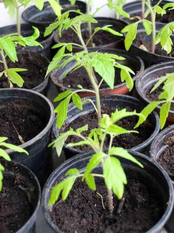 Gule blader av tomater i et drivhus og åpent felt: hva du skal gjøre?