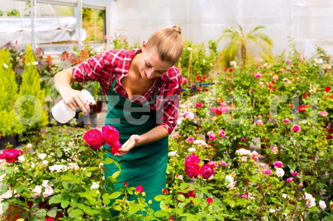 Rose borekaks - en enkel måte å vegetativ formering