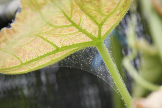 Hvordan bli kvitt edderkopp midd i drivhus - tips