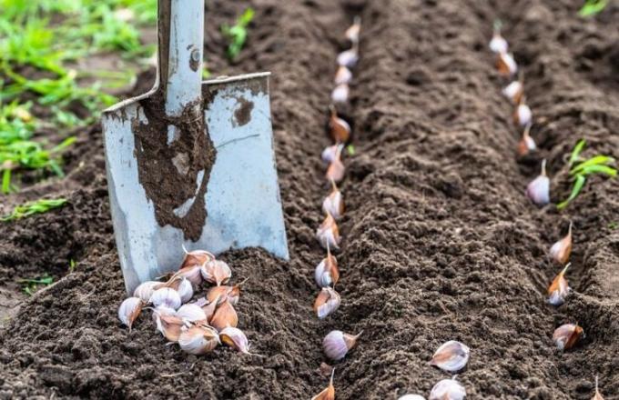 Lovende dager for planting vinter hvitløk i oktober