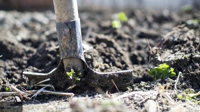 Hvorfor ikke grave en grønnsakshage i høst: 5 grunner
