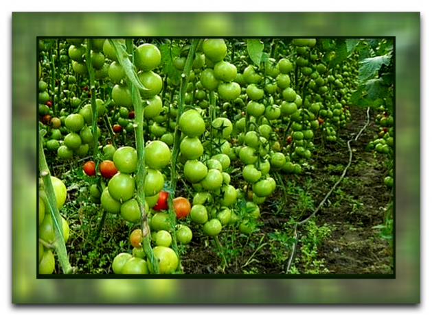 Hvordan og hvorfor å bryte av bladene av tomater som du får en flott høst, og hvorfor denne metoden er så populær