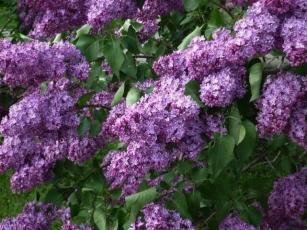 Lilac forbedre ethvert plot. Plantet den minst 1,5 m. Når plantegrupper til 7 deler avstand bør være minst 2,5 m
