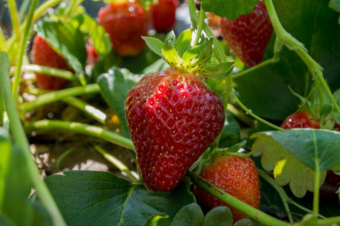 Strawberry god frukt og fornøyde eiere rik avling på mer enn ett år, må du vite hvordan og hva du skal gjødsle den riktig. Illustrasjon for en artikkel brukes for en standard lisens © ofazende.com