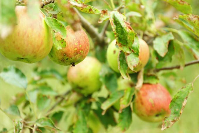 Ofte er webområdeeiere overfor det faktum at eple og pæretrær er vridd blader. Illustrasjon for en artikkel brukes for en standard lisens © ofazende.ru