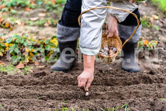 Planting av vinteren hvitløk. Illustrasjon for en artikkel brukes for en standard lisens © ofazende.ru