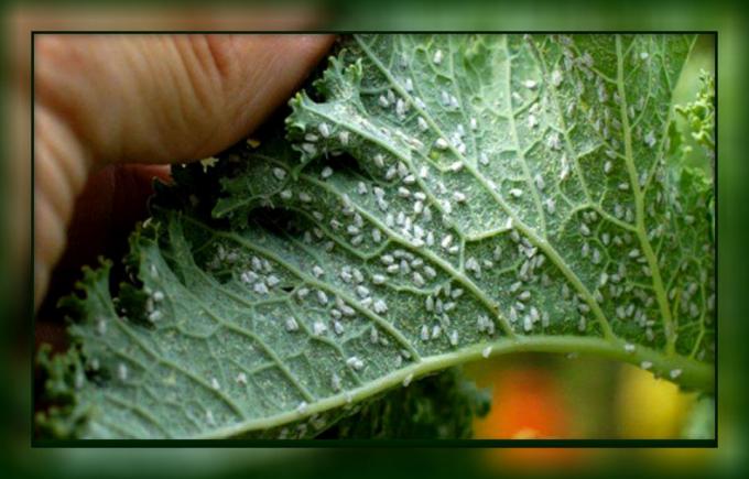 Hvordan du enkelt kan bli kvitt whitefly på tomater og agurker, folke måter, uten bruk av kjemikalier
