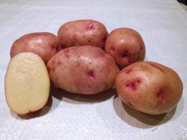 7 beste potetsorter